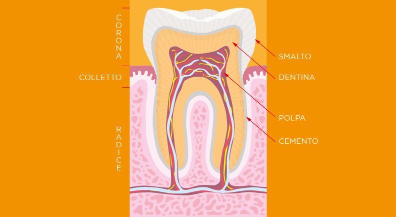 Composizione del dente